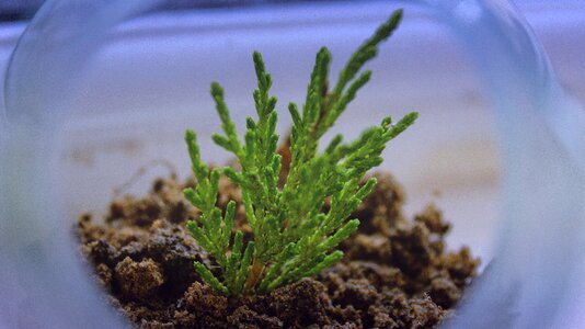 Glass bowl soil photo