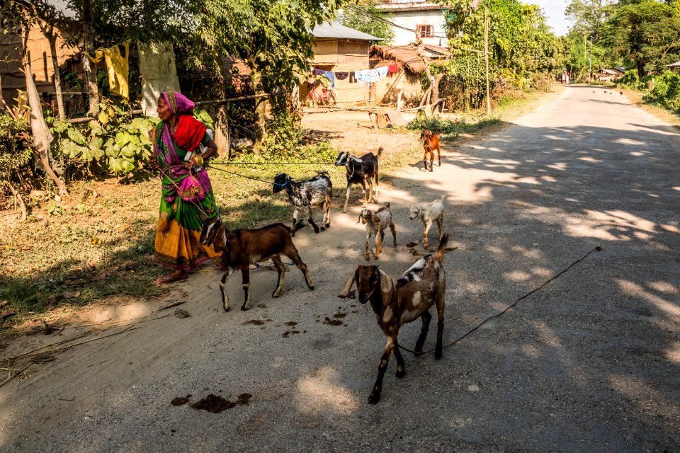 USAID Measuring Impact Conservation Enterprise Retrospective (Nepal; National Trust for Nature Conservation) (26428619598)