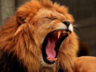 Big cat yawn roar photo