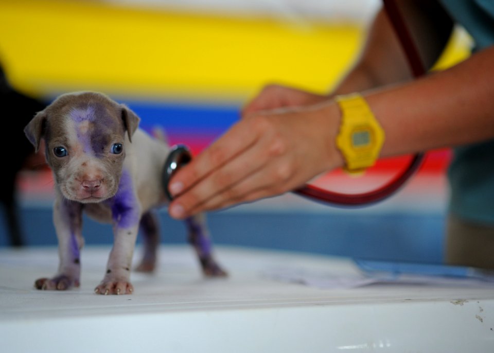US Navy 110605-N-NY820-339 Dr. Helle Hydeskov, from Denmark, examines a puppy at a temporary veterinary clinic during a Continuing Promise 2011 com