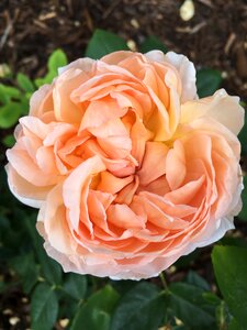 Blossom summer floral
