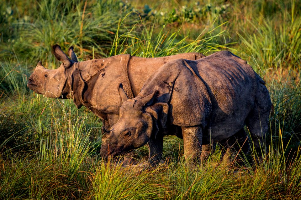 USAID Measuring Impact Conservation Enterprise Retrospective (Nepal; National Trust for Nature Conservation) (25430252517)