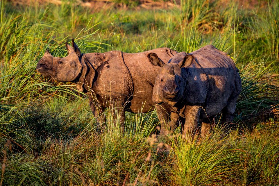 USAID Measuring Impact Conservation Enterprise Retrospective (Nepal; National Trust for Nature Conservation) (25430248107)