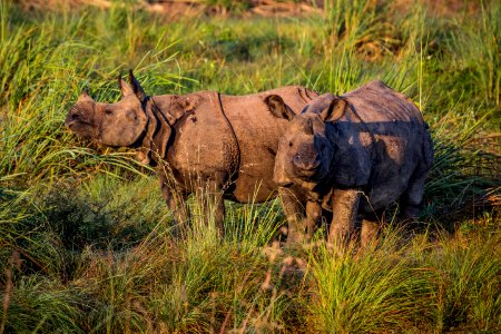 USAID Measuring Impact Conservation Enterprise Retrospective (Nepal; National Trust for Nature Conservation) (25430248107)