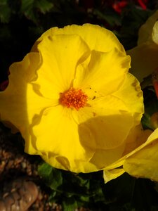 Botany yellow flower plants flowering