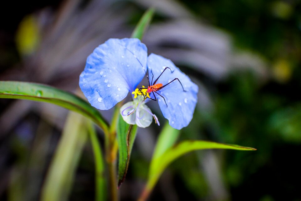 Insect florida nature