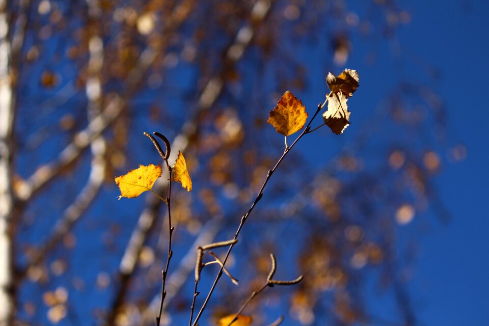 Yellow golden autumn forest photo