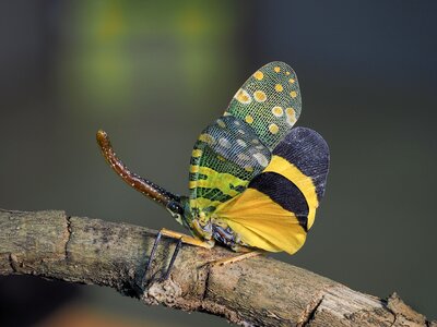 Animal insects vietnam
