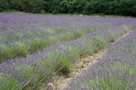 Lavender provence french