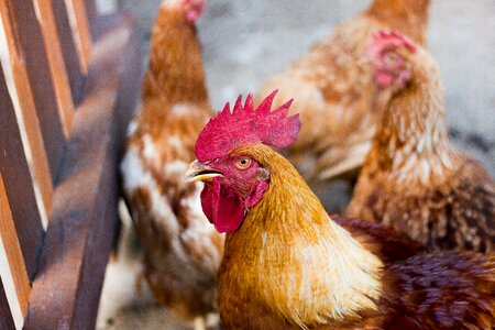 Poultry animal farm