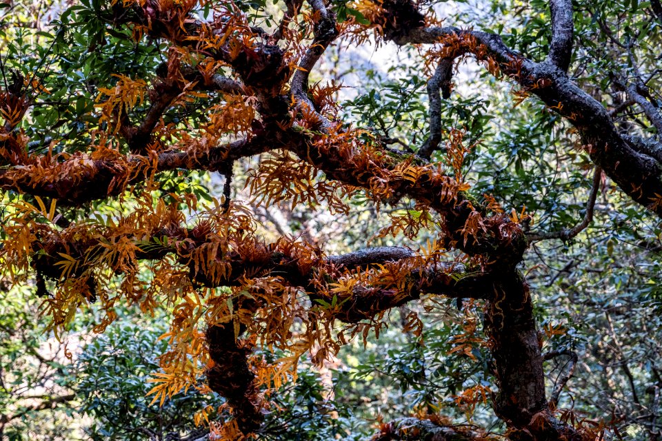 USAID Measuring Impact Conservation Enterprise Retrospective (Nepal; Asian Network for Sustainable Agriculture and Bioresrouces) (39582542124)