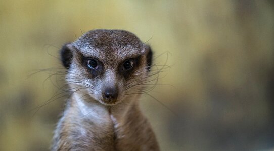 Animals nature meerkat
