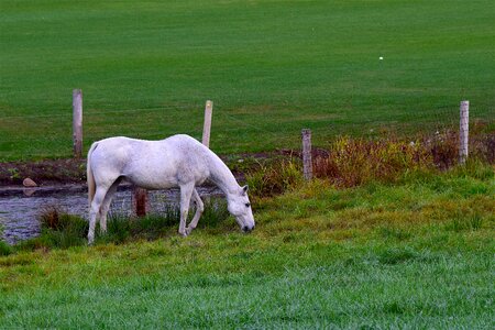 Animal stallion equine photo
