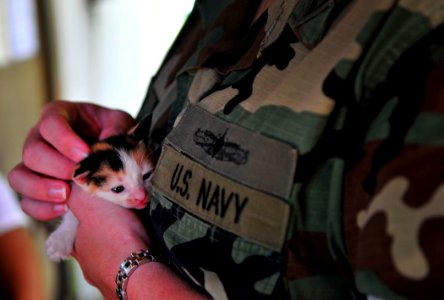 US Navy 110706-N-KB563-250 Lt. Blair Johnson holds a kitten at the Pohnpei Veterinary Services Clinic during a veterinary civic action project