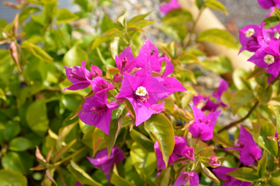 Petals green leaves brightly colored