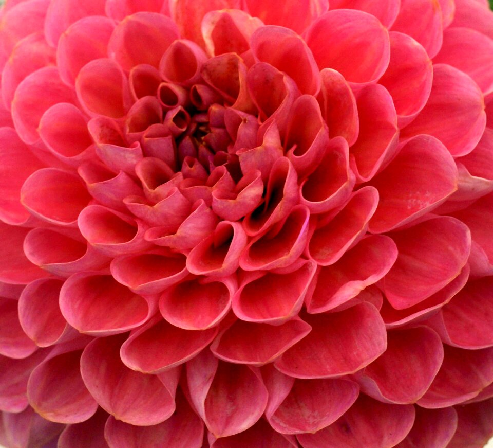 Dahlia petal red nature