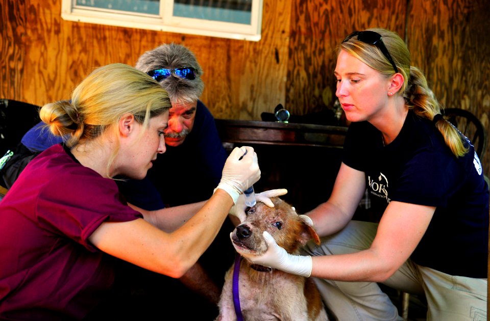 US Navy 110706-N-KB563-302 Dr. Lydia Tong, left, and Caitlin Esinga irrigate a dog's eyes at the Pohnpei Veterinary Services Clinic during a Pacifi