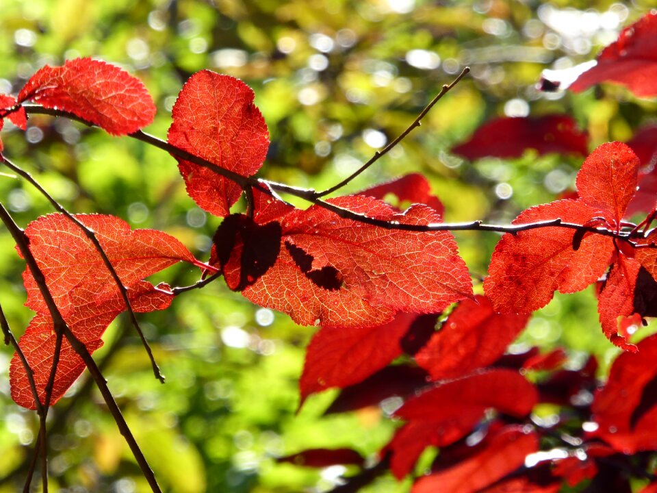 Fall color autumn nature