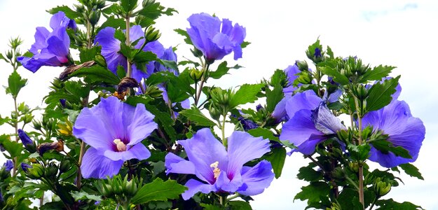 Flower leaf garden