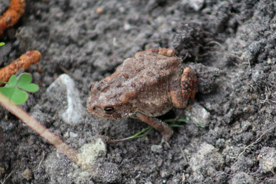 Amphibian wildlife cute