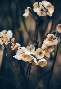 Plant outdoor nature