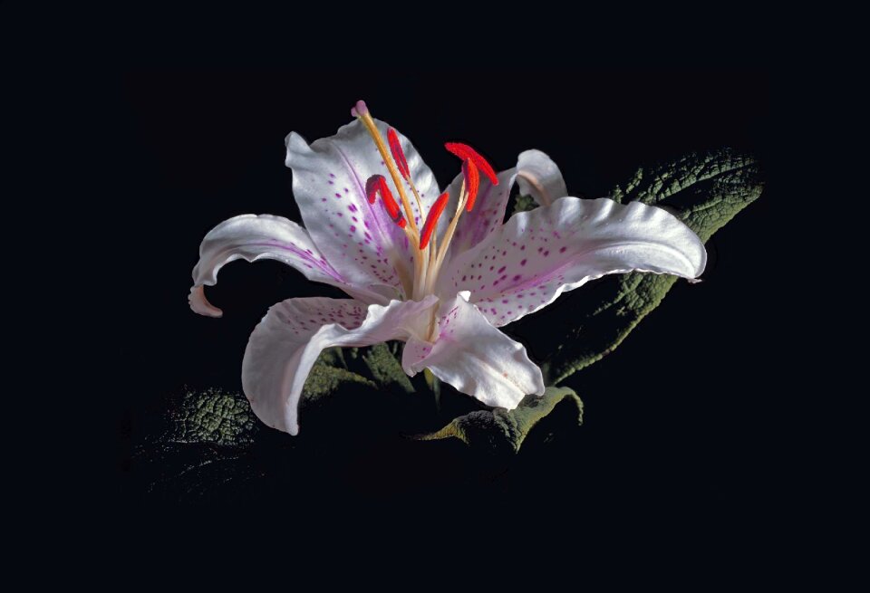 Flower blossom single flower