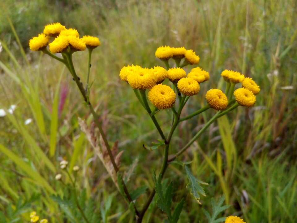 Herbs wild herbs field plant