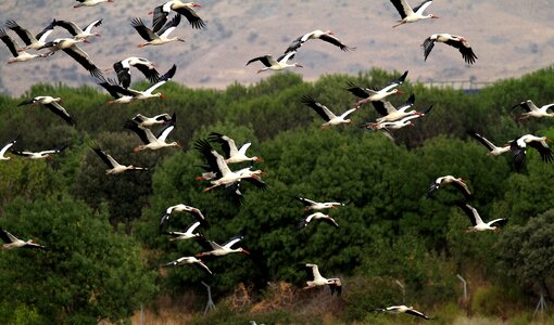 Flying manzanares nature