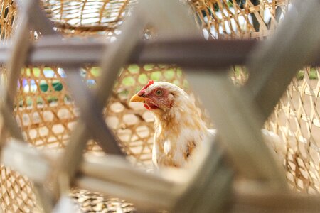 Animal fowl uganda