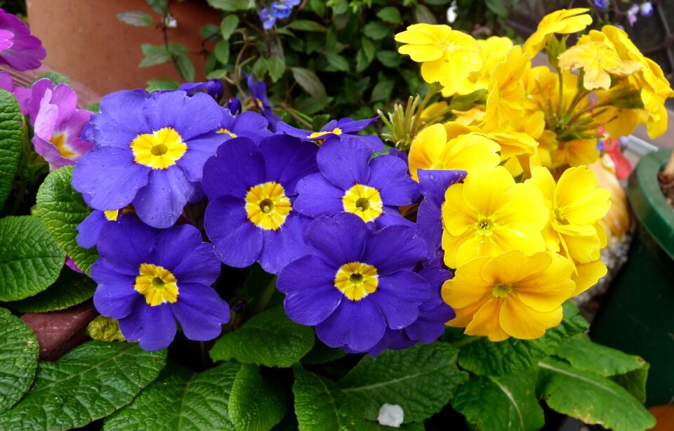 Plants garden nature