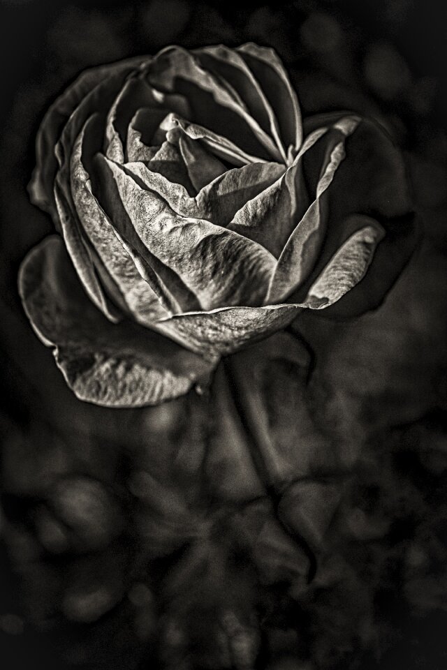 Rose white flower