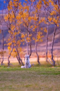 Pet playground grass