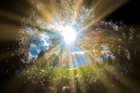 Trees forest rays