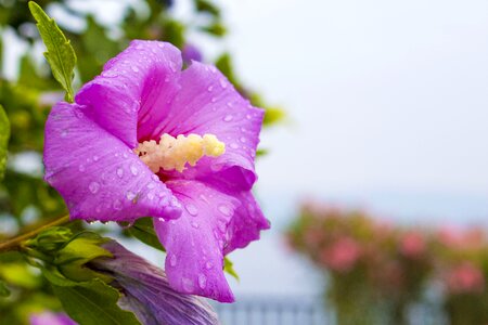 Purple pistil sunset