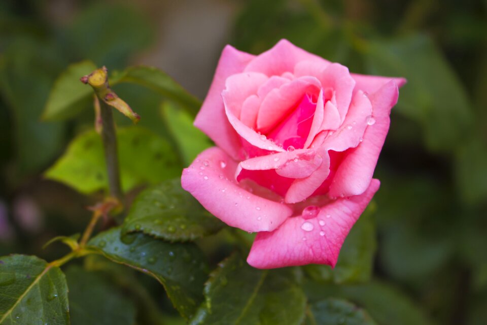 Flowers pink nature