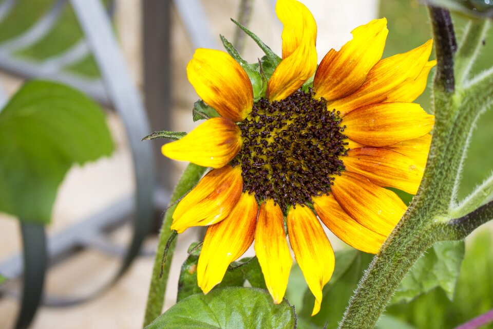 Yellow holidays flower of sunflower