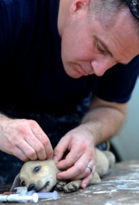 US Navy 110827-N-NY820-490 Lt. Matt Swain removes ticks from a puppy at a temporary veterinary clinic during Continuing Promise 2011