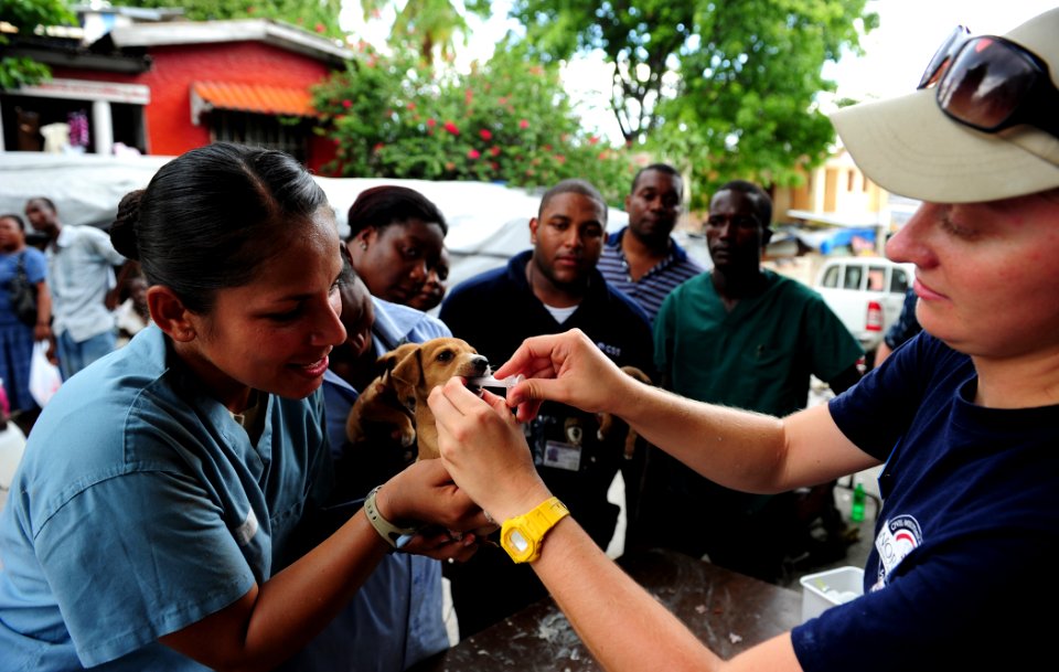 US Navy 110826-N-QD416-294 Dr. Helle Hydeskov administers de-worming medication to a puppy at a veterinary community outreach program event during