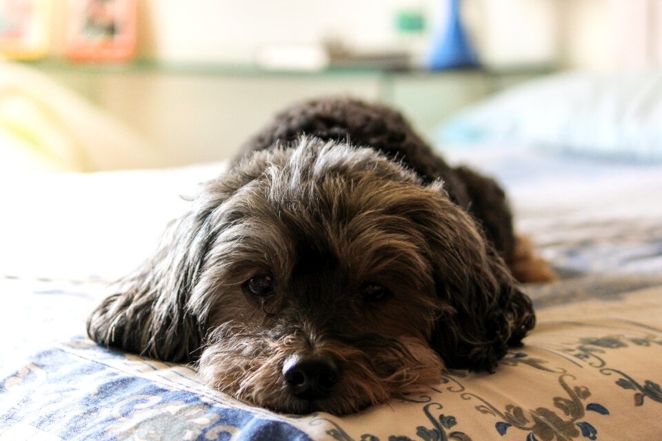 Beautiful adorable domestic animals