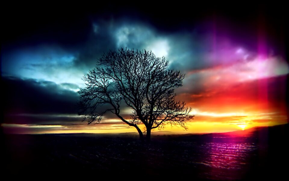 Tree lights background