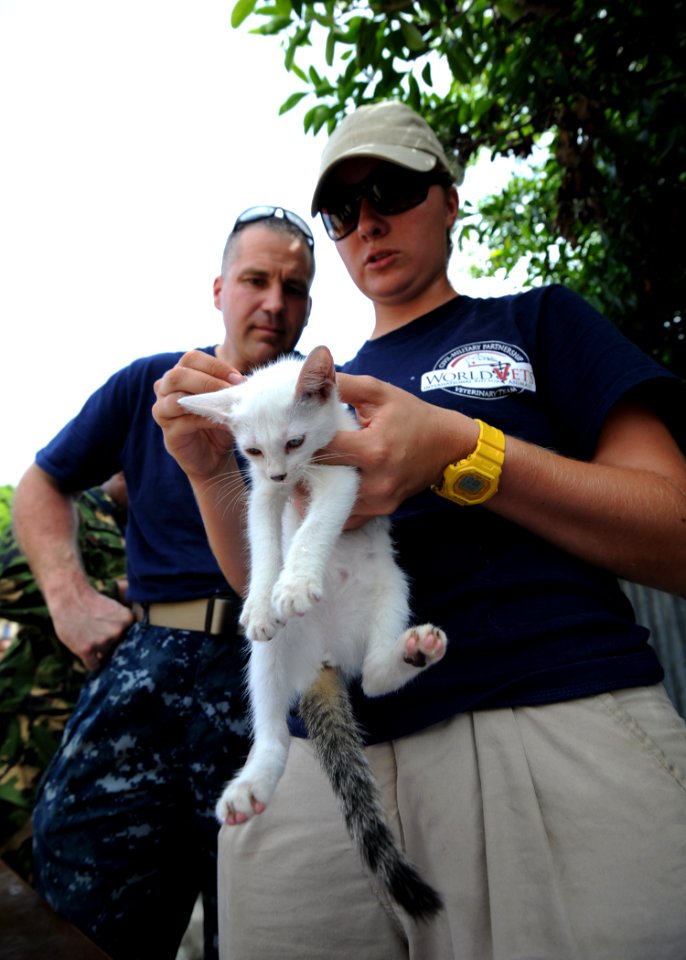 US Navy 110827-N-NY820-352 Dr. Helle Hydeskov examines a cat while Lt. Matt Swain observes at a temporary veterinary clinic in Port-au-Prince, Hait