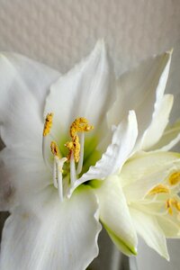 White amaryllis close up photo