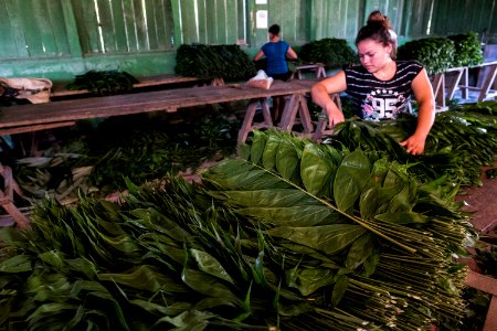 USAID Measuring Impact Conservation Enterprise Retrospective (Guatemala; Rainforest Alliance) (40304843141)