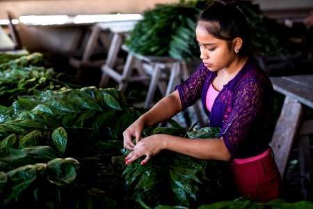 USAID Measuring Impact Conservation Enterprise Retrospective (Guatemala; Rainforest Alliance) (40304774841)
