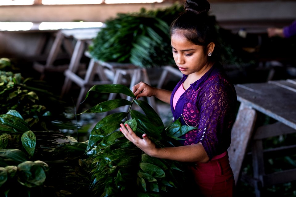 USAID Measuring Impact Conservation Enterprise Retrospective (Guatemala; Rainforest Alliance) (40304776001)