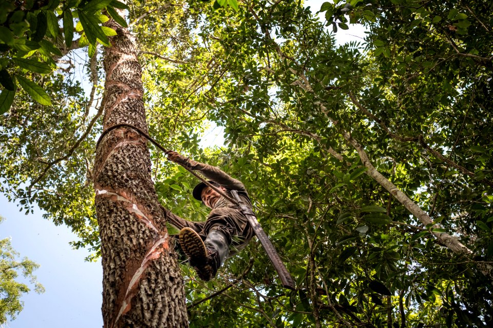 USAID Measuring Impact Conservation Enterprise Retrospective (Guatemala; Rainforest Alliance) (40304382921)