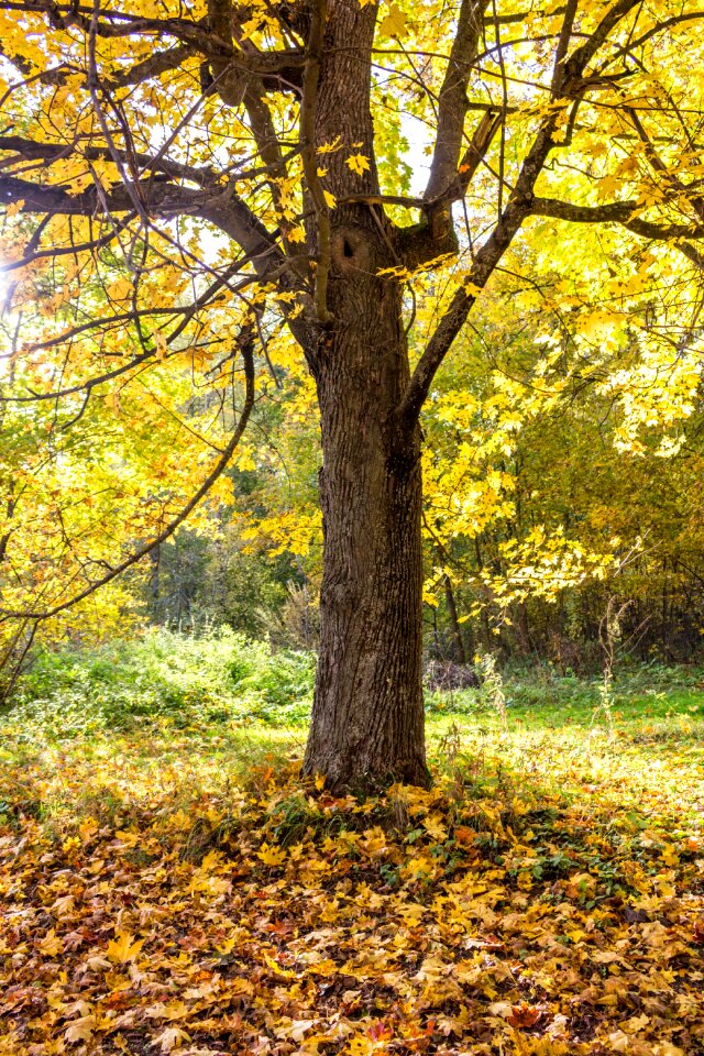 Yellow leaves golden autumn autumn leaf