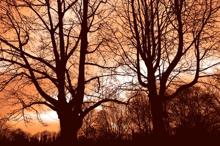 Bare branch silhouette winter tree
