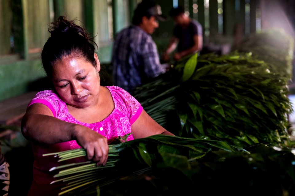 USAID Measuring Impact Conservation Enterprise Retrospective (Guatemala; Rainforest Alliance) (40259633322)