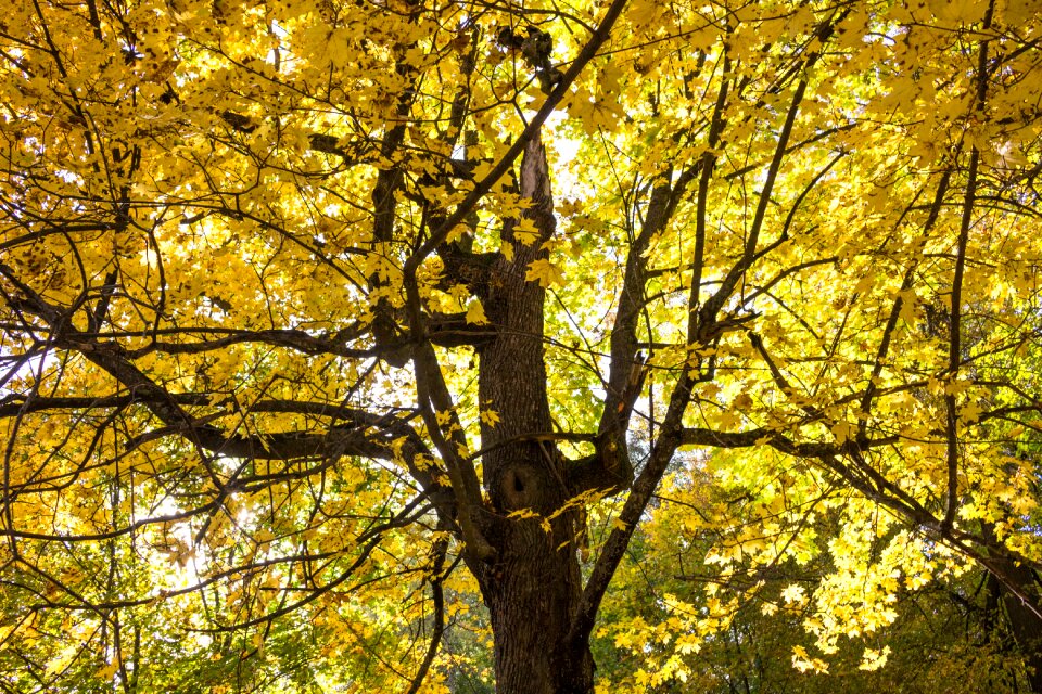 Yellow leaves golden autumn autumn leaf